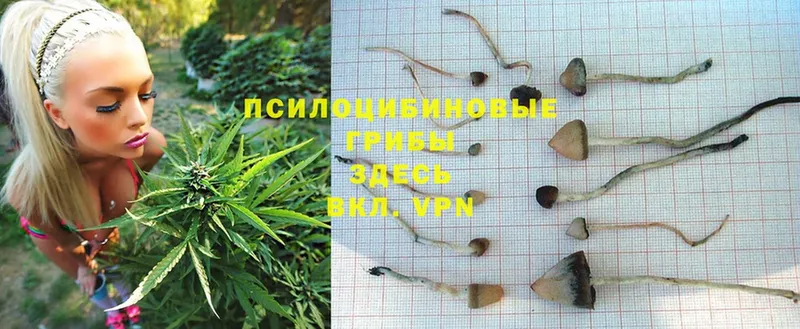 Галлюциногенные грибы Psilocybe  Благодарный 